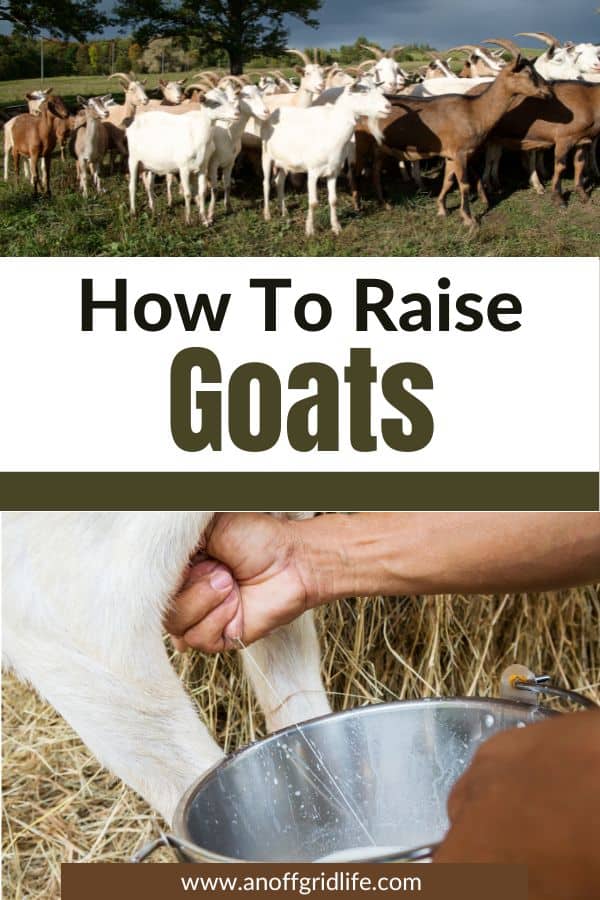 How to Raise Goats for Meat and Milk
