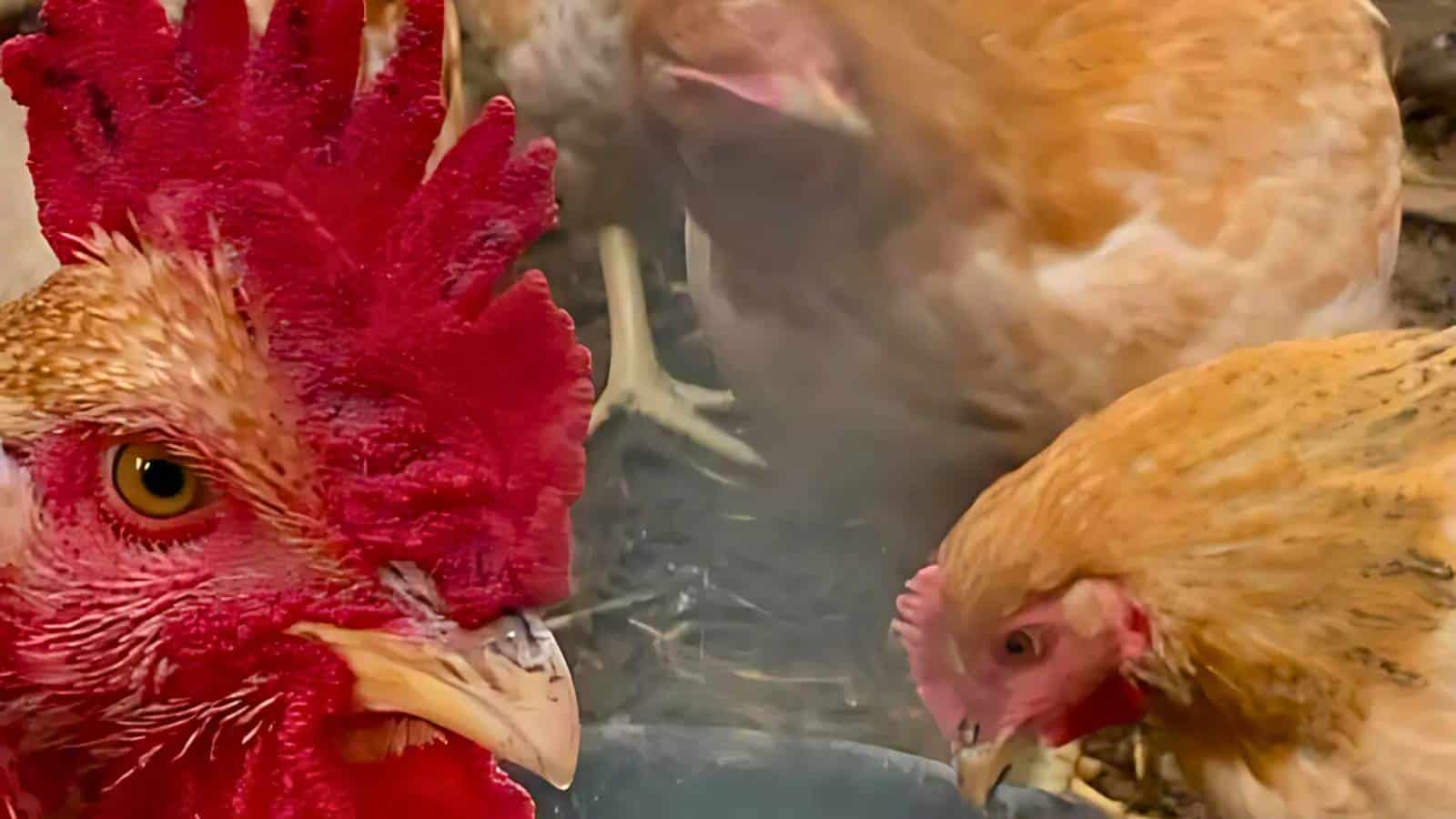 Close-up of a rooster with a bright red comb and wattle in the foreground. Two hens with light brown feathers are pecking at the ground in the background.
