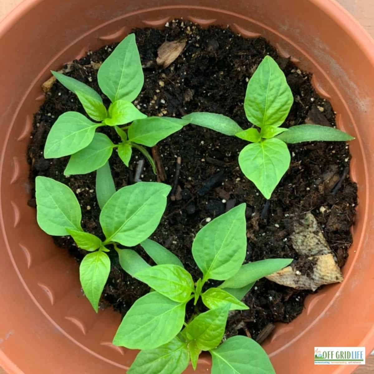 small seedlings of basil, being grown in a pot in an indoor herb garden.