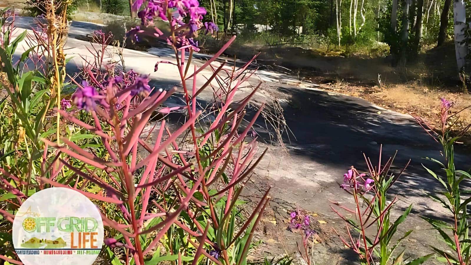 Purple wildflowers in the foreground with a winding road and trees in the background, featuring a logo in the lower left corner.