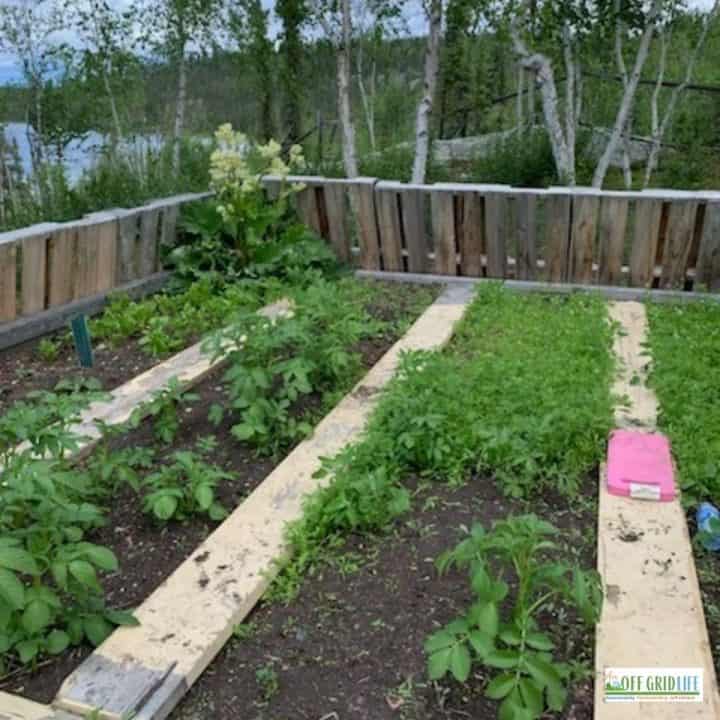 a picture of a garden with green plants, a wooden fence and rows between.