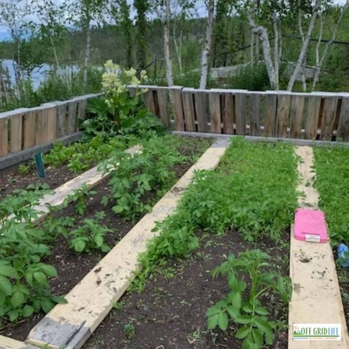 a picture of a garden with green plants, a wooden fence and rows between.