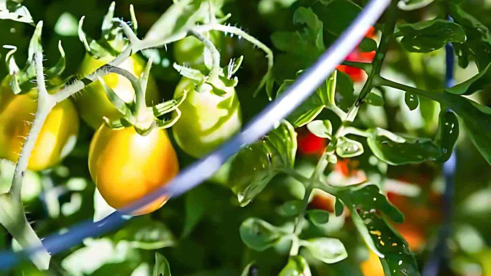Close-up of yellow and green tomatoes on the vine, surrounded by lush green leaves and illuminated by sunlight. A metal support structure is visible in the foreground.
