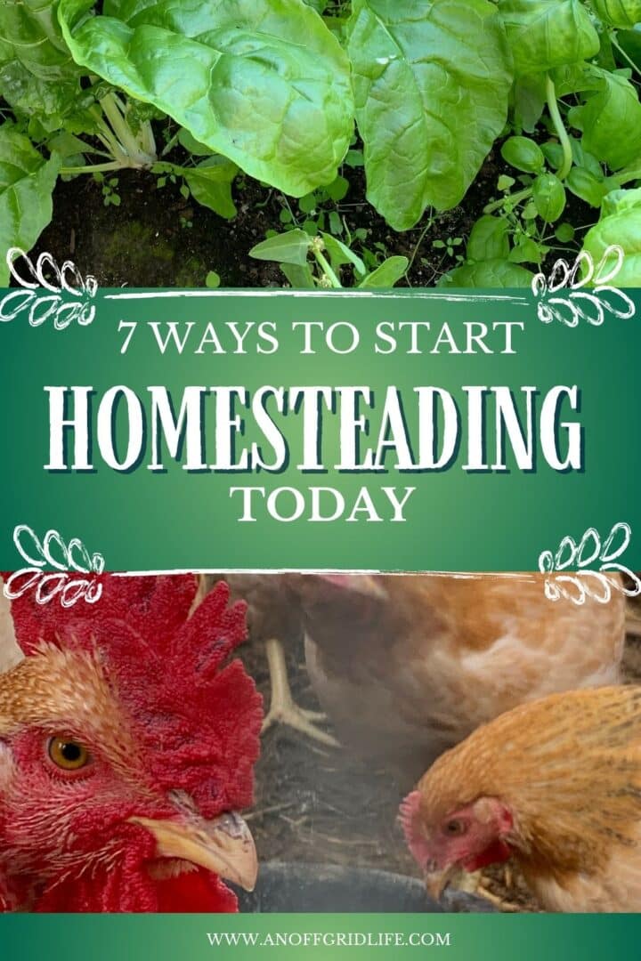 7 ways to start homesteading today text overlay on image of garden and Western Rustic chickens.