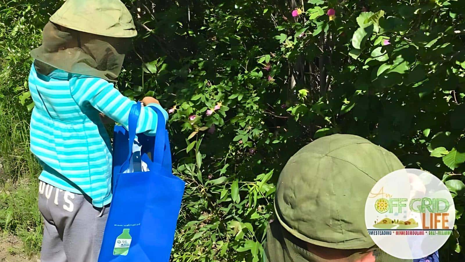 Two people wearing hats with netting and casual clothing are gathering items into a blue bag near dense foliage. The logo of "Off Grid Life" can be seen in the bottom right corner.
