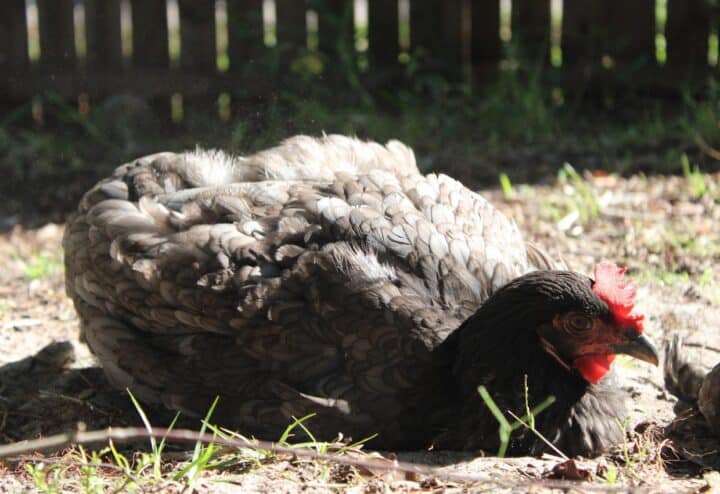 A chicken dust bathing. 