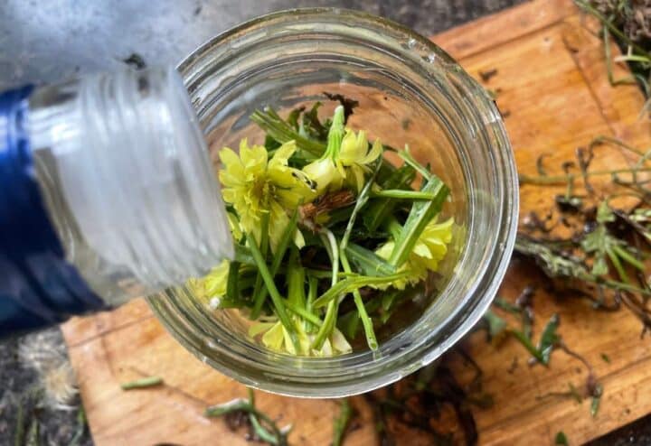 Pouring vodka into jar with dandelions to make tincture.