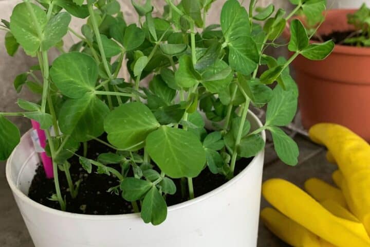 Herbs growing in a white pot with yellow gloves.