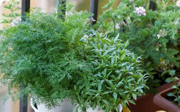 Herbs growing on an apartment balcony with white pots and a yellow watering can.