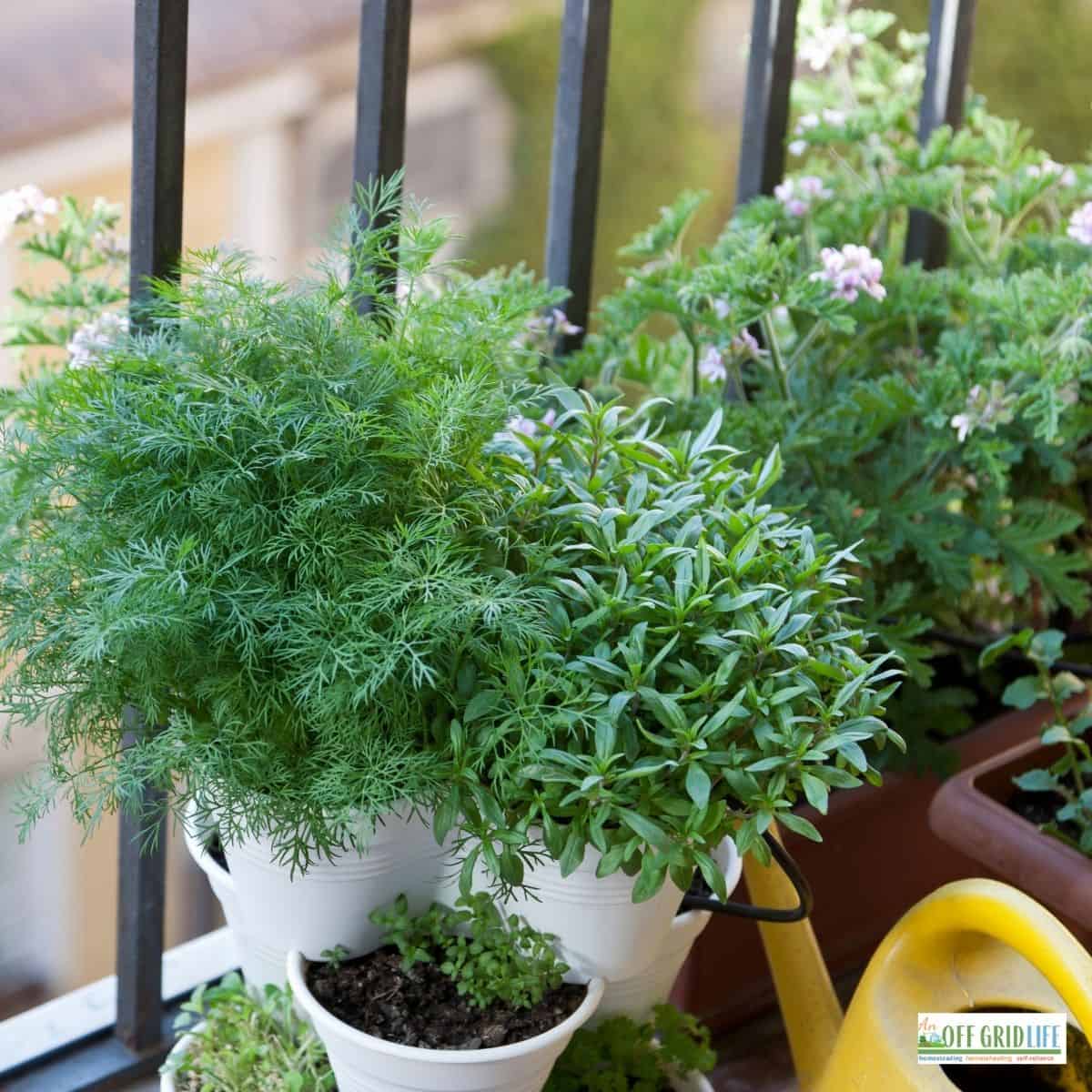 Herbs growing on an apartment balcony with white pots and a yellow watering can.