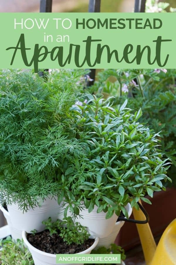 a pinterest image of herbs in a white pot on an apartment balcony, text overlay "how to homestead in an apartment"