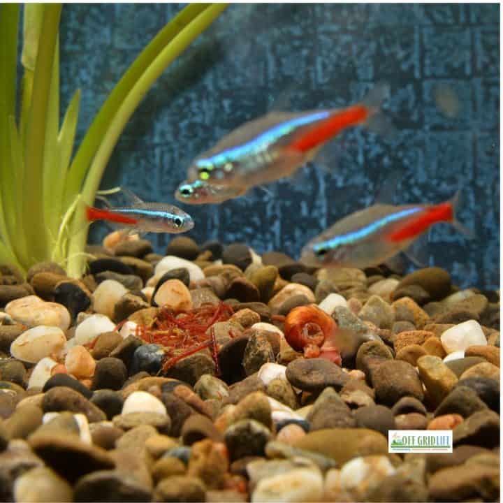 Fish in an aquarium with water for garden fertilizer