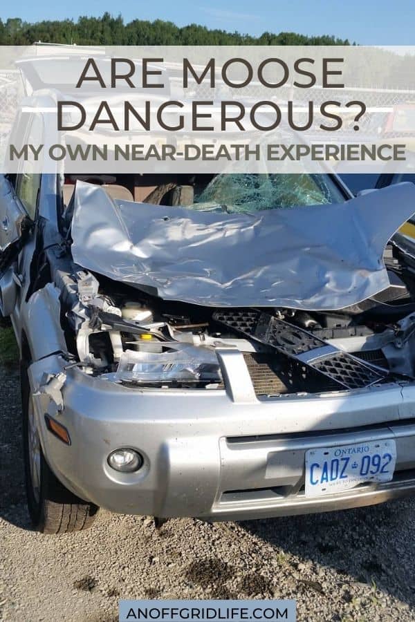 a pinterest image of a silver suv with a crushed front end and text overlay "are moose dangerous? my own near-death experience"
