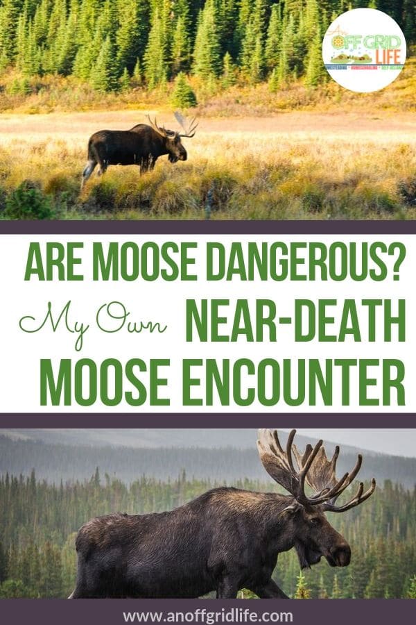 Are Moose Dangerous?