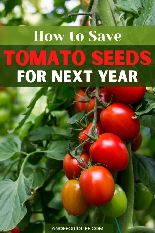 text overlay "how to save tomato seeds for next year" with an image of dark red tomatoes on the vine on a green plant. 