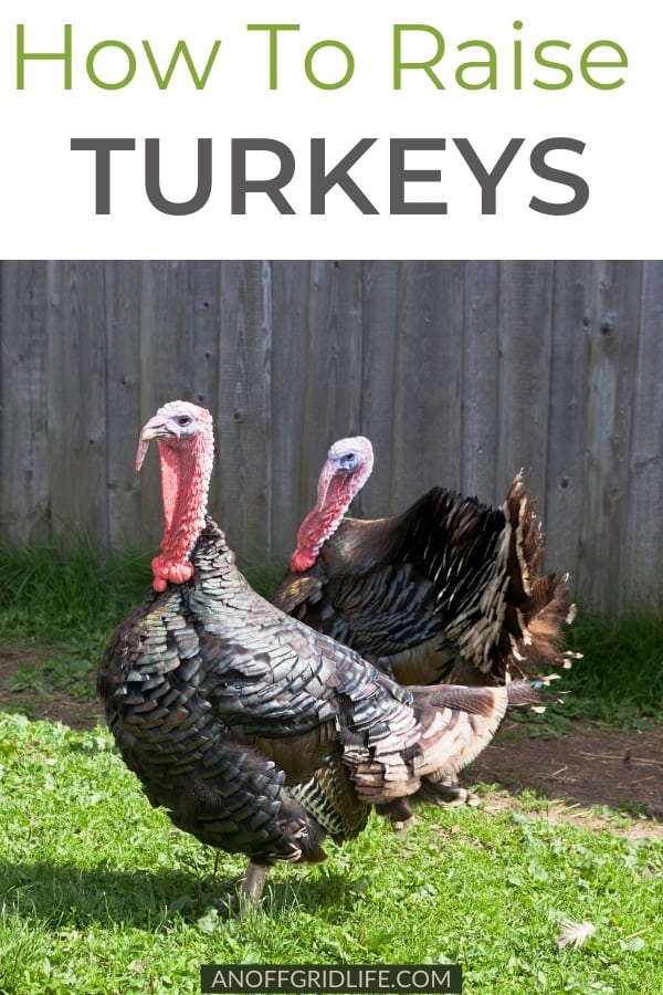 Two turkeys on grass with a wooden fence in the background.