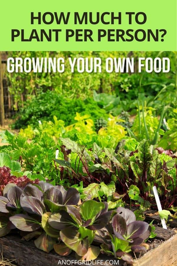 a pinterest image of a vegetable garden with dark green lettuces in it, text overlay "how much to plant per person, growing your own food".