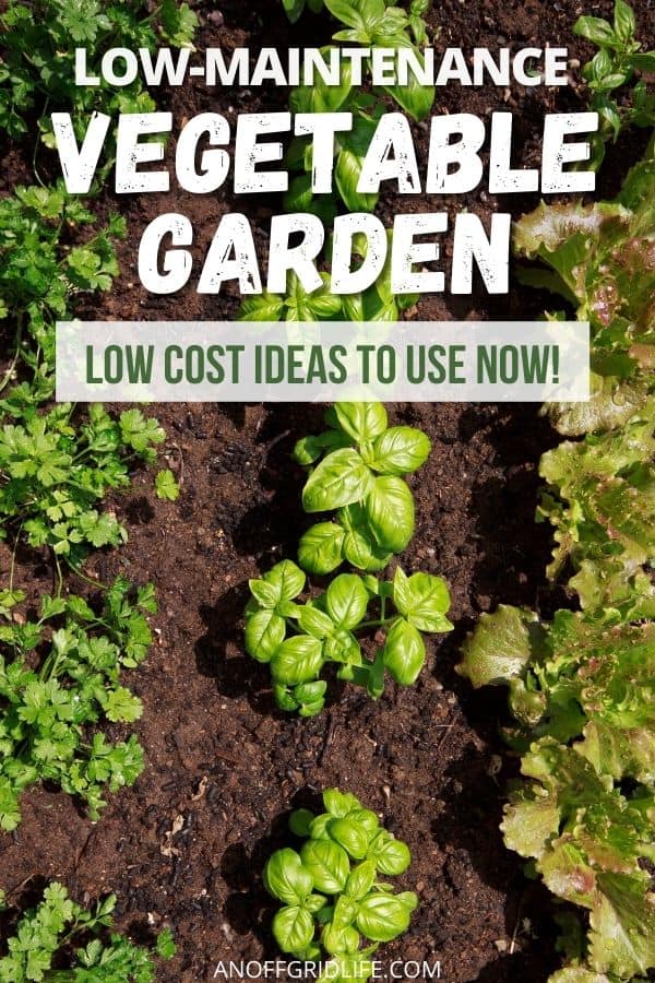text overlay "low maintenance vegetable garden: low cost ideas to use now" over a picture of basil and other green plants in a vegetable garden.