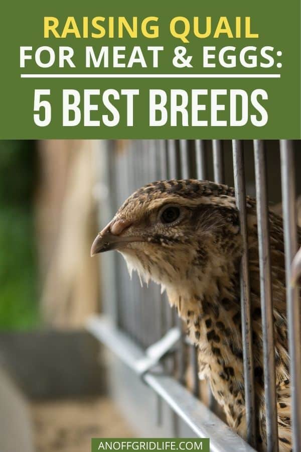 text overlay raising quail for meat and eggs: 5 best breeds, on a picture of a quail sticking its head out of a cage.