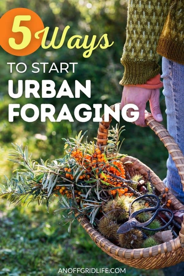 a pinterest image of a person carrying a wicker basket with foraged plants. Text overlay "5 ways to start urban foraging"