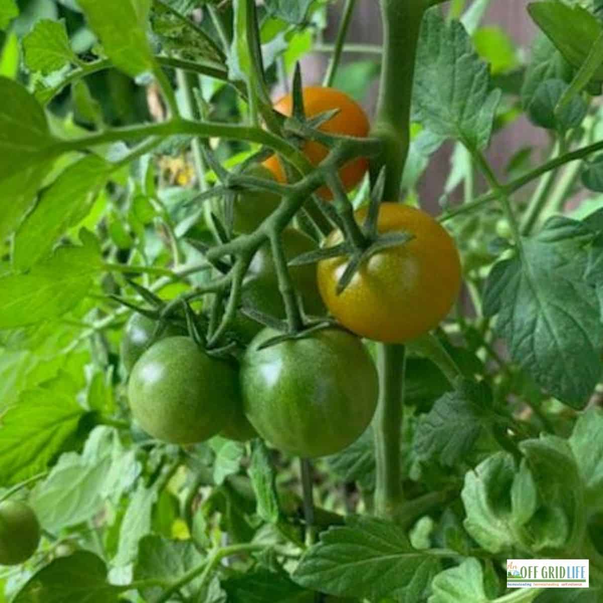 a picture of three green, un-ripe tomatoes on the vine of a plant in a backyard garden