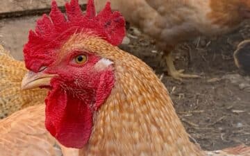 Western rustic rooster.