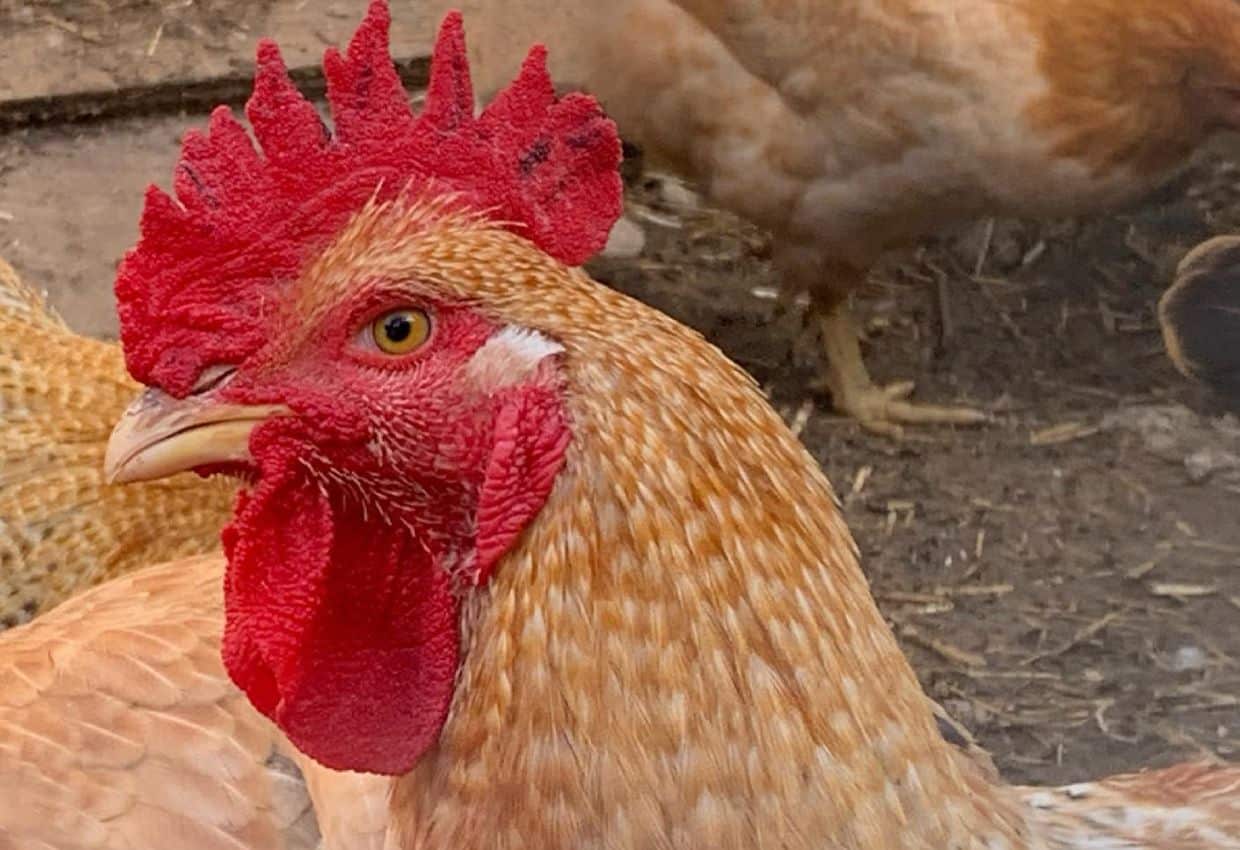 Western rustic rooster.