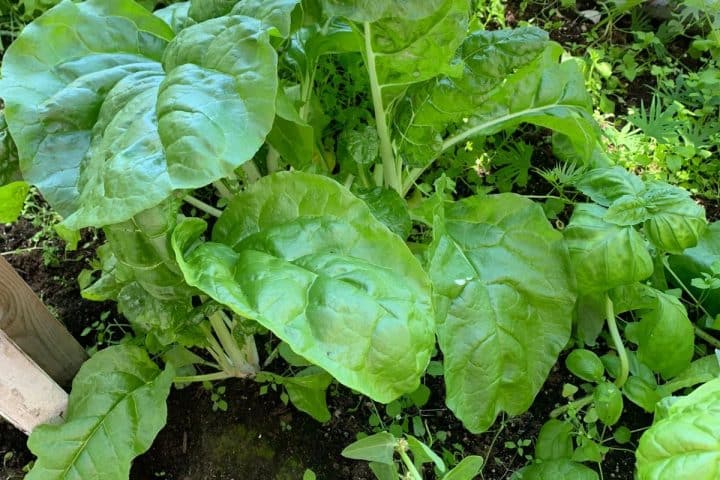 Lush green spinach plants growing in a garden bed.