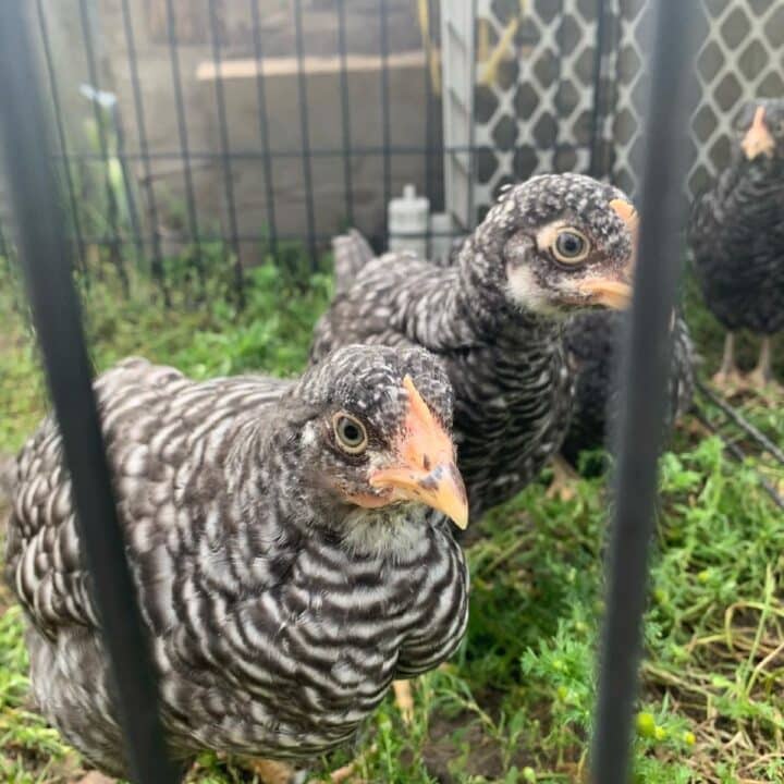 A group of chickens standing in a cage.