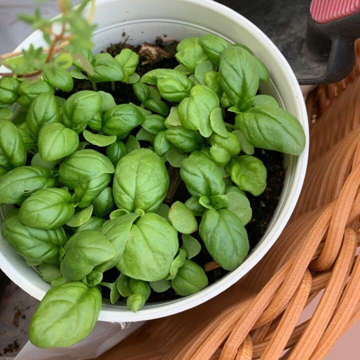 A wicker basket with a basil plant in it.