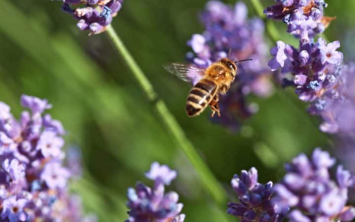 A bee hovers near purple lavender flowers, surrounded by green foliage.