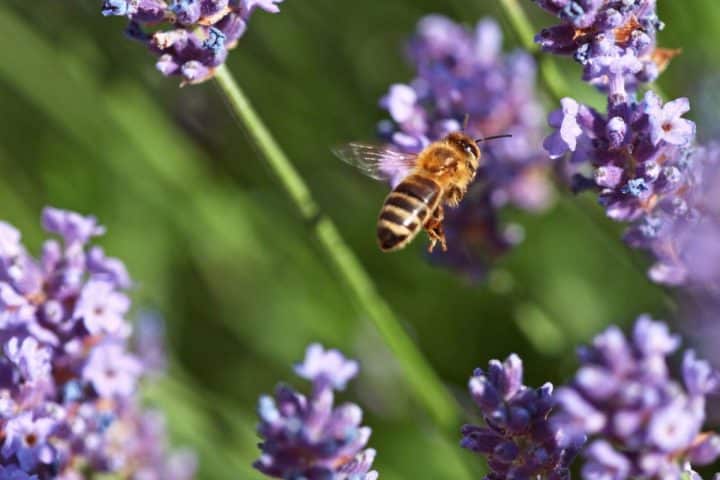 A bee hovers near purple lavender flowers, surrounded by green foliage.