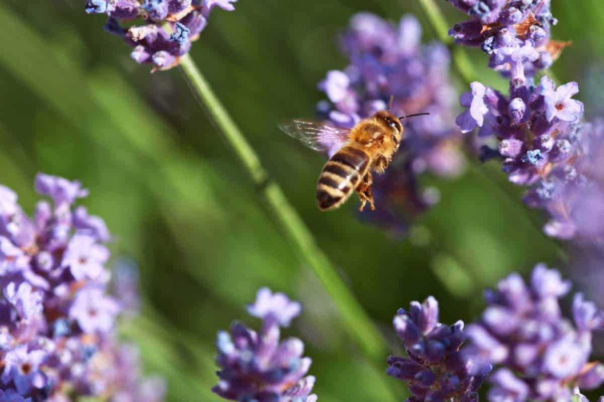 A bee hovers near purple lavender flowers, surrounded by green foliage.