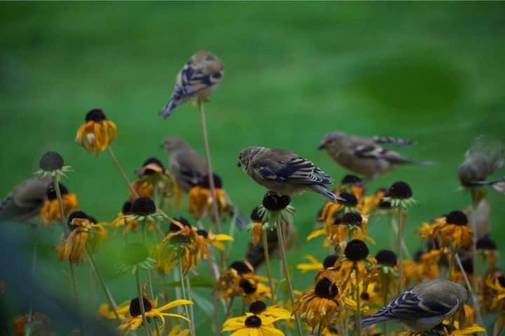 Several small birds perched on yellow and brown flowers in a green field.