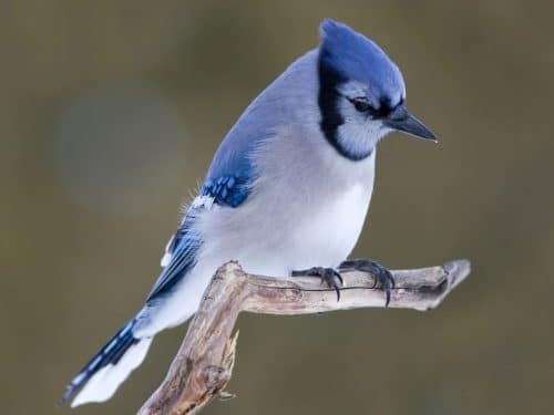 A blue jay perched on a branch against a blurred green background.