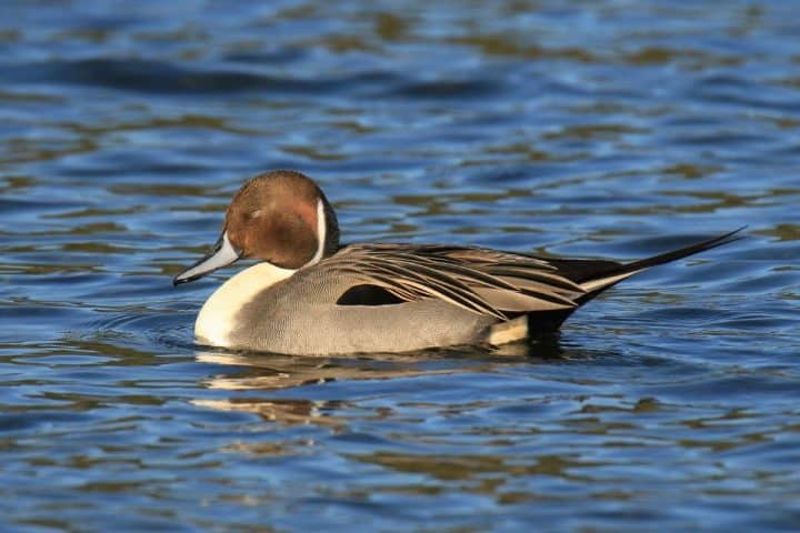Northern pintail duck with a brown head and long neck swimming on a blue rippling pond.