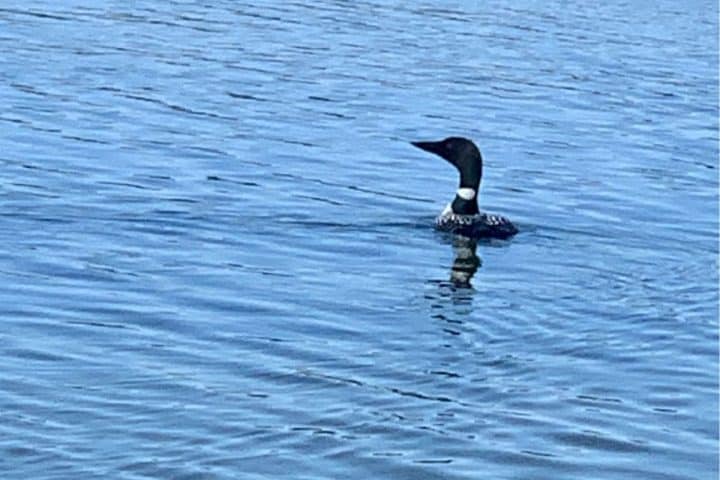 A loon with a black head and speckled back floats on a calm blue lake, facing left.