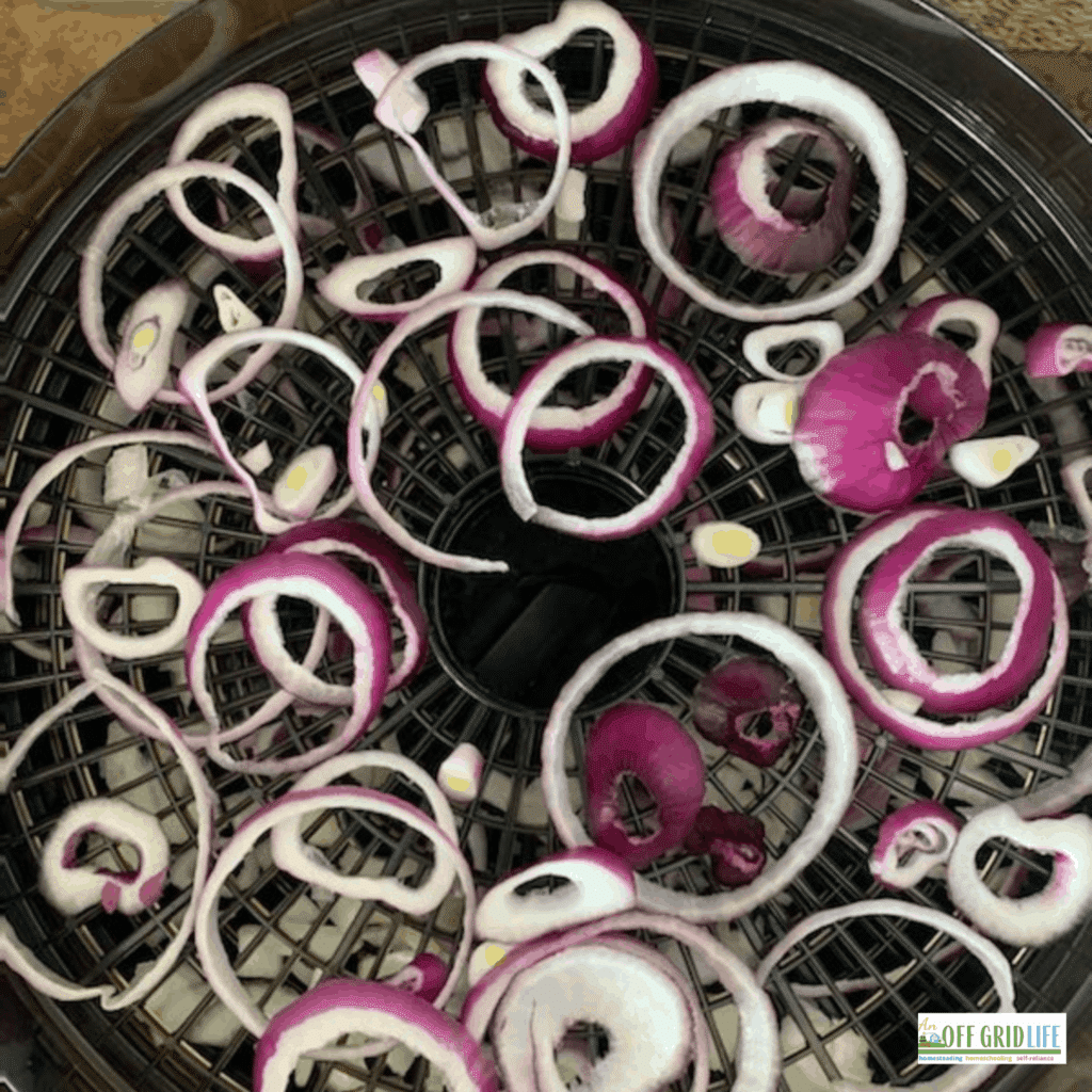 sliced red onions spread out on a dehydrater