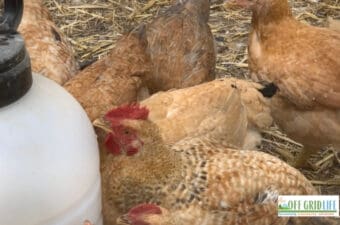 Wondering what backyard chicken supplies are "must-haves" when you're starting your first flock? These things made our life easier!