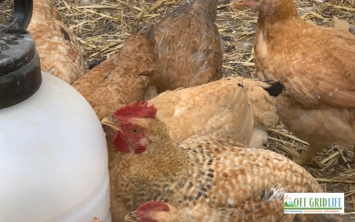 Wondering what backyard chicken supplies are "must-haves" when you're starting your first flock? These things made our life easier!
