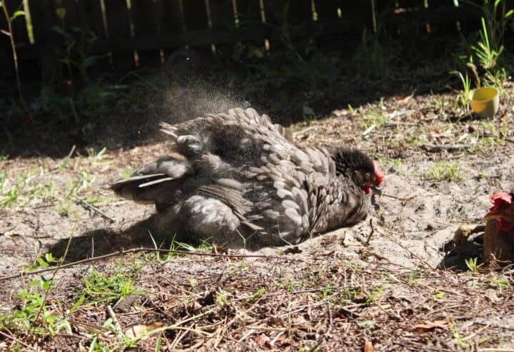 Chickens using a dust bath. 