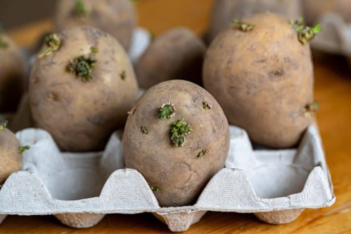 A group of sprouted potatoes resting in a cardboard egg carton.
