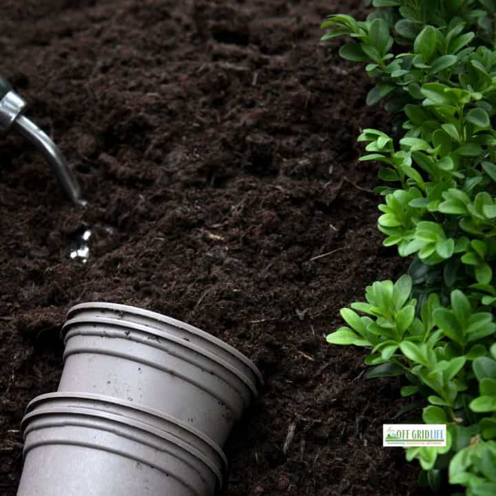 Buckets of compost emptied into a garden with a water hose running nearby to make compost tea