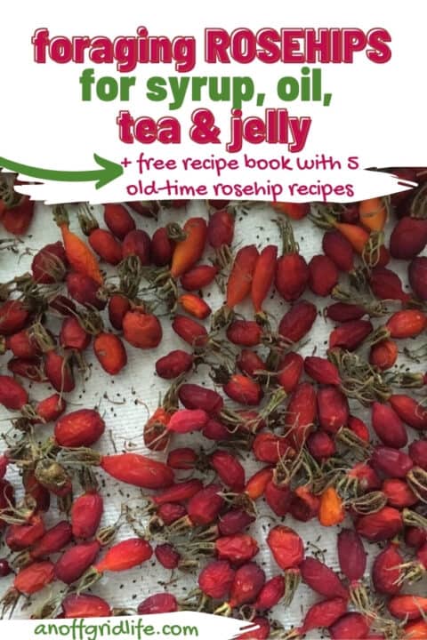 Foraging Rosehips for Syrup, Oil, Tea & Jelly