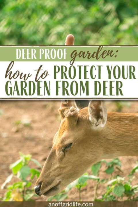 Deer Proof Garden text overlay on image of a deer nibbling on seedlings