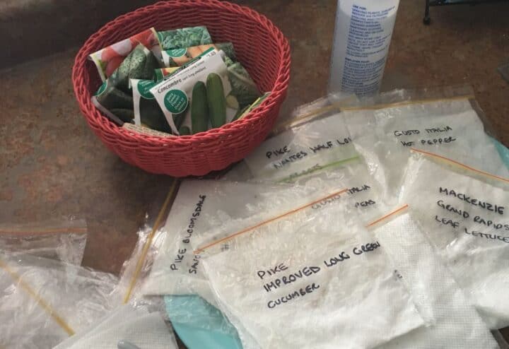 Cucumber seed packets in basket and germinating.