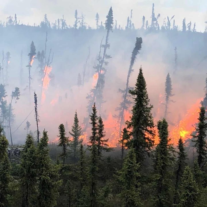Brush fire in Canadian subarctic with evergreens burning