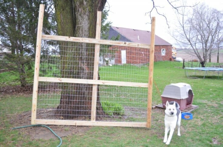 A wire fence panel stands in front of a tree; a white and black dog is in the foreground near a DIY chicken coop and water bowl in a grassy yard.