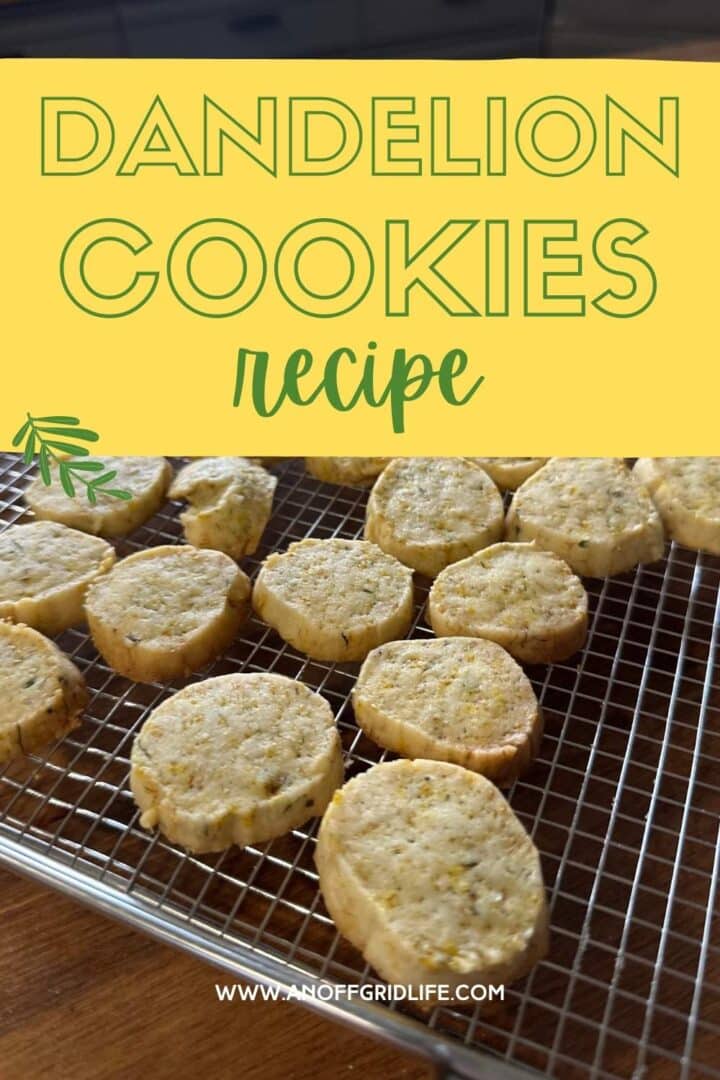 Dandelion cookies recipe text overlay on image of cookies on cooling rack.