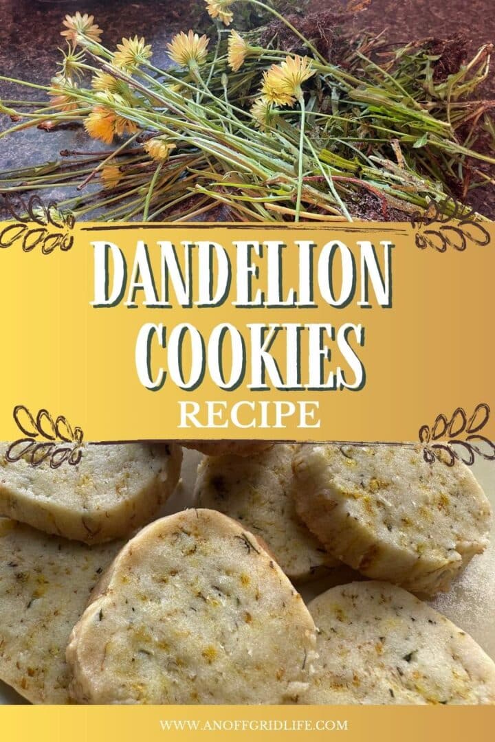 Dandelion cookies recipe